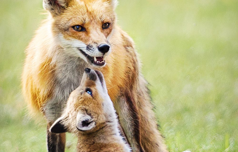 How a Family of Foxes Got me Through the Corona Pandemic by Jill Wellington