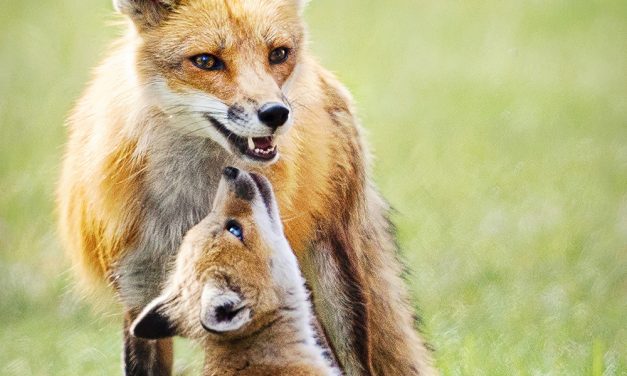 How a Family of Foxes Got me Through the Corona Pandemic by Jill Wellington