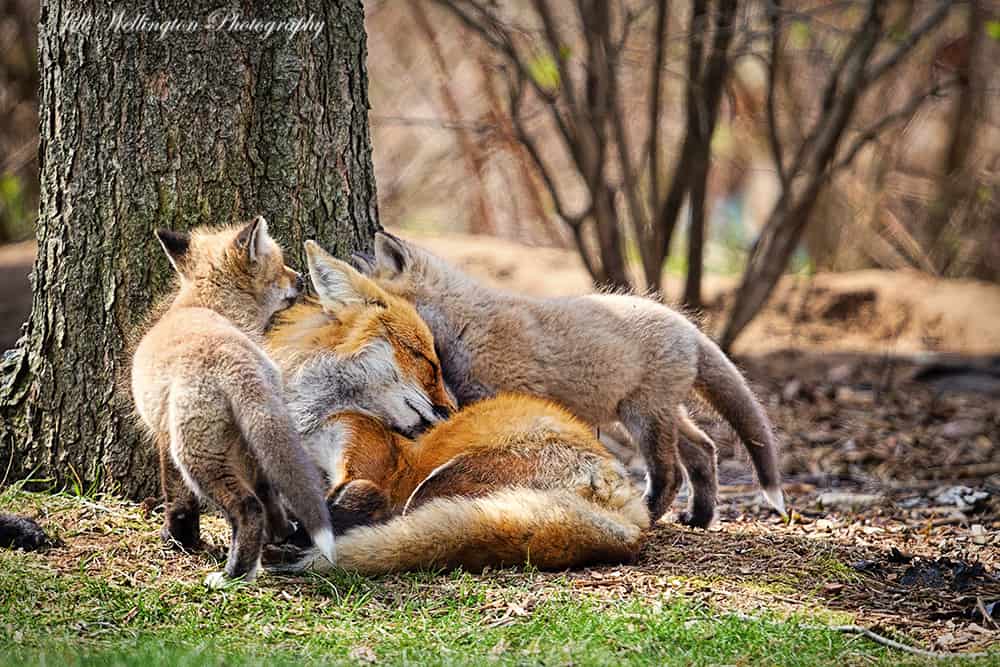 Foxy Family by Jill Wellington