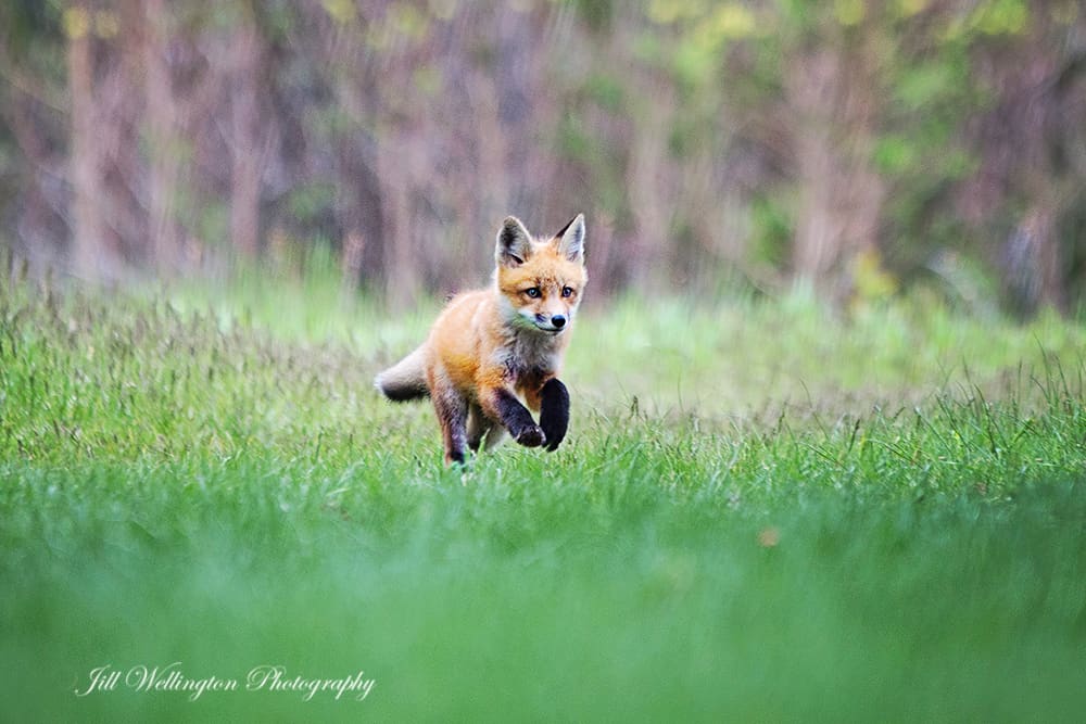 Foxy Family by Jill Wellington