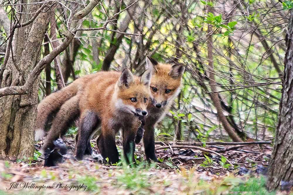 Foxy Family by Jill Wellington