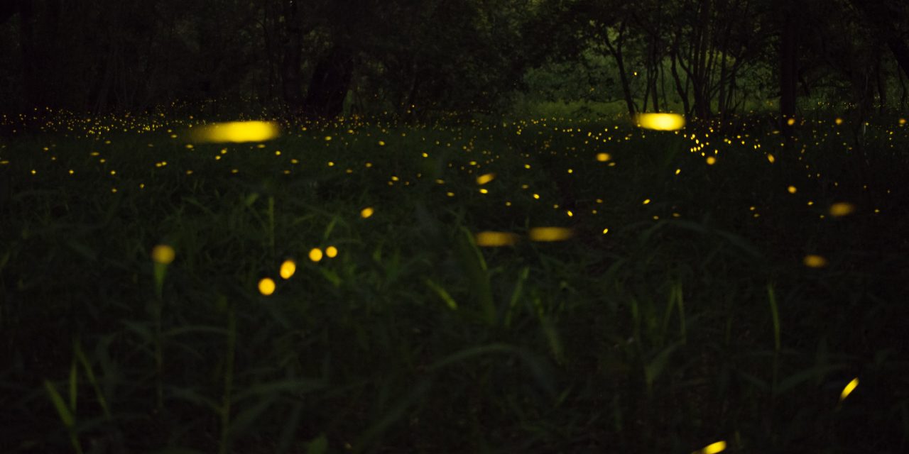 Fireflies and Grasshoppers by Lynn Deanne Childress