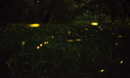 Fireflies and Grasshoppers by Lynn Deanne Childress
